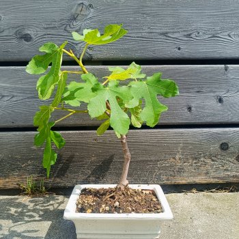 Ficus carica (Figovník jedlý) ´BROWN TURKEY´ - výška 20-30 cm, BONSAJ MISA